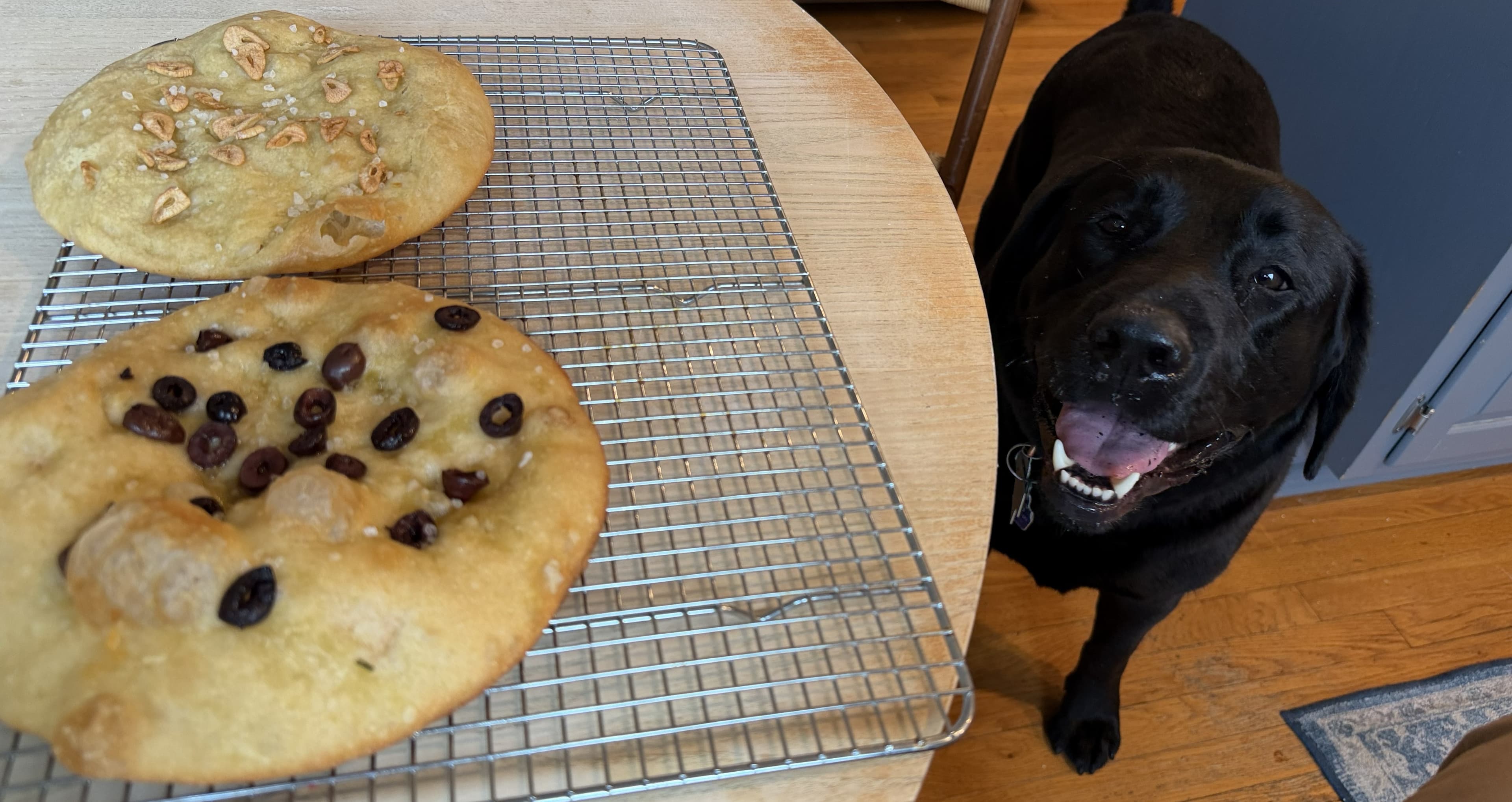 Angus the black lab with freshly baked focaccia
